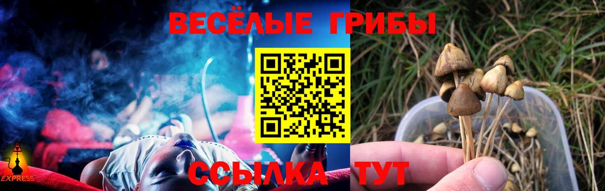 Галлюциногенные грибы Psilocybe Ачхой-Мартан